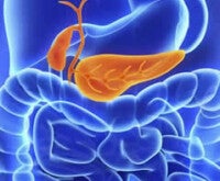 Ilustração do pâncreas e sua localização no abdômen: qual a relação entre IEP e a redução da produção de enzimas digestivas?